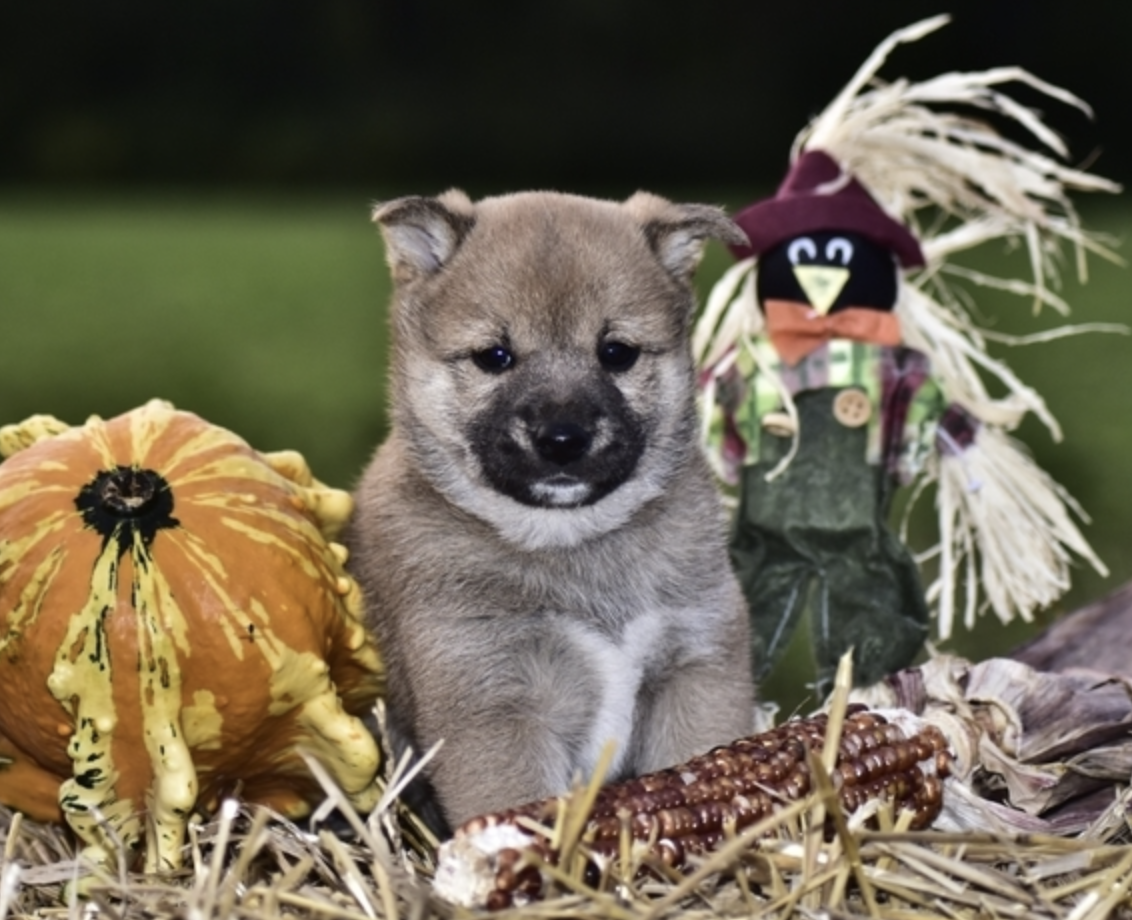 comprar cachorros sanos, baratos y asequibles para la venta